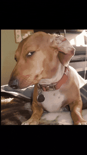 A light brown dachshund dog giving a funny, highly suspicious side-eye expression towards the camera.